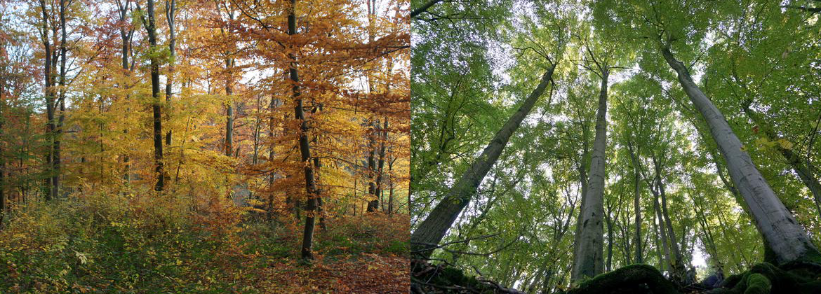 Einstieg Waldzustandsberichte NRW