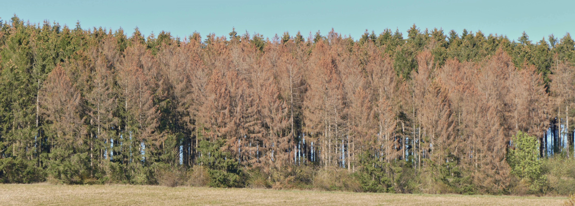 Borkenkäfermonitoring NRW