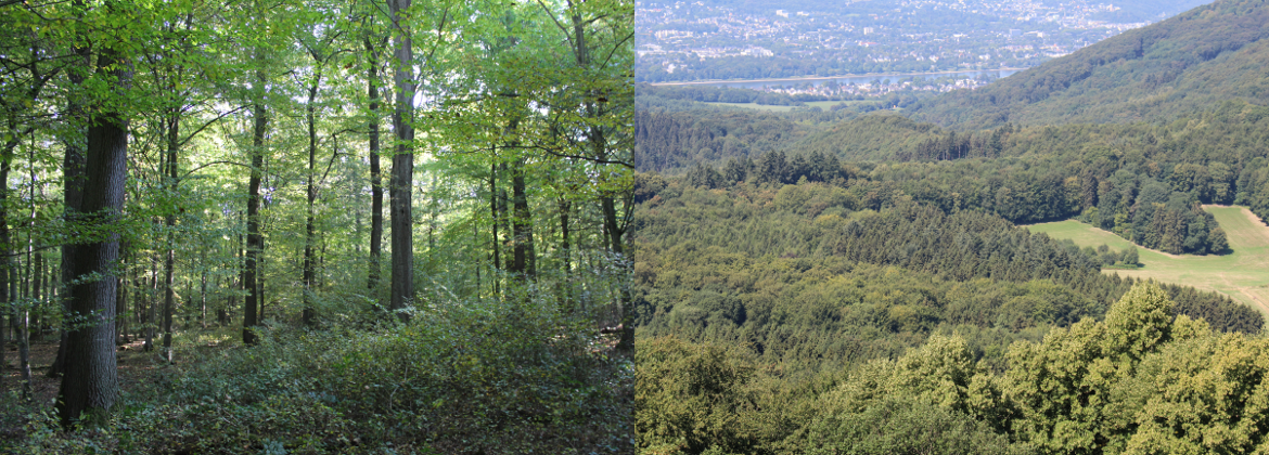Waldbaukonzept NRW